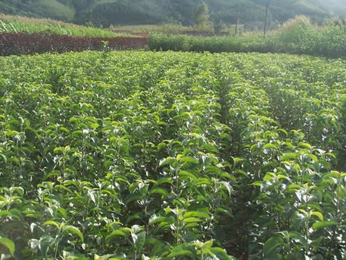 分级：整齐有序的出圃