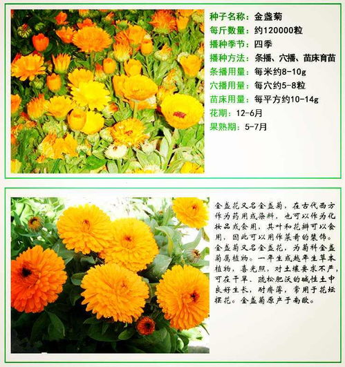 金盏菊在哈尔滨的惊艳表现