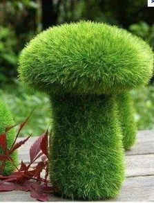 百虫清：园艺守护者的绿色盾牌？