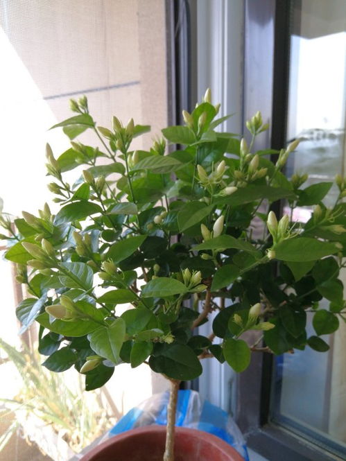 同事的遮阳棚：茉莉花的夏天