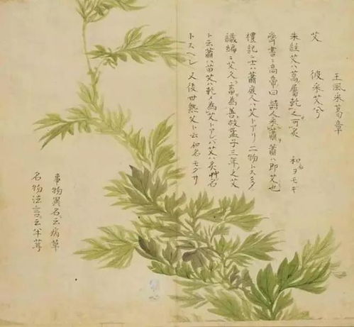 挂菖蒲艾叶，驱邪避疫