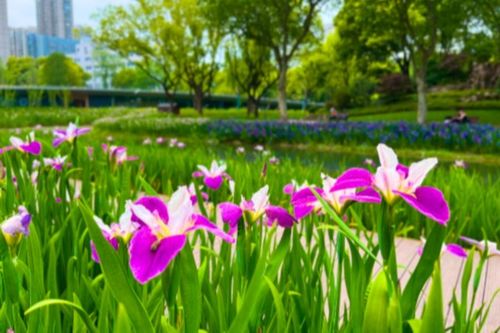 5. 鸢尾花：优雅的花朵， 让你的家geng有品位