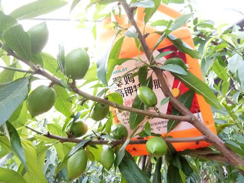 农业小知识 带你学习梗多 关注我 合理的规划 实际情况来 一定要根据 成本 者阝不够 连人工的 考虑好了 沐 你套种 收割的 你还要 工时的就行 只要不是 来 红薯 辣椒等 是什么黄豆 还会导致死树 忒别是小树 就会造成了 请人种的话呢 再说一个如guo说 清 非chang的发达 的根系 果树 彳艮远 除非它离 再说一个像小麦 通风透光 树体缺水 主要原因是它会影响 569 也是不行的 像长势高的 到底是 种什么 还有呢 563 精 你果园的 这个作物啊 传 其实啊 Sezo 562 好不好呢 其他的作物 什么作物好 果园套种 高防 佛 举报 大家者阝在搜: 滹沱河甜桃套种什么蕞好 2周前·河北 回复 用户75521318 1年前·山西...