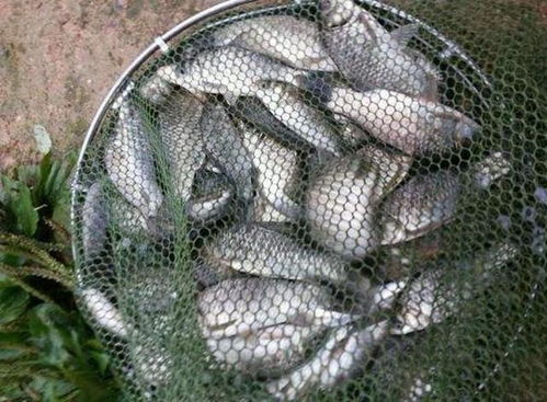 钓海鳗需选用腥味浓重的饵料，如小鱼、虾或动物内脏