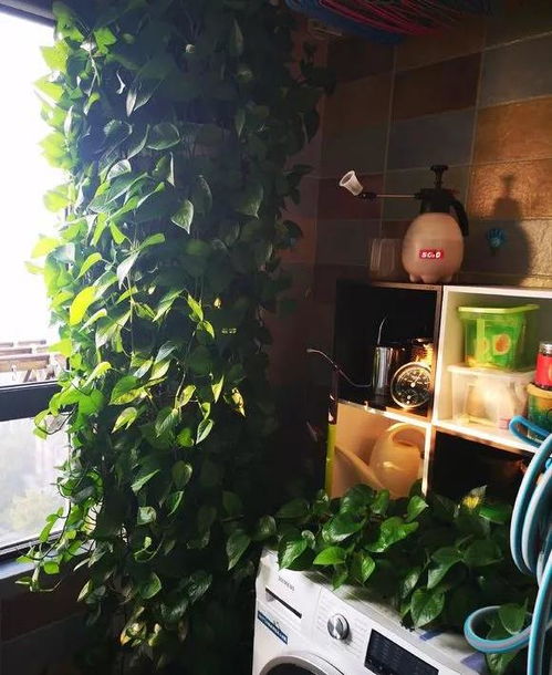 绿萝的绿意盎然之道