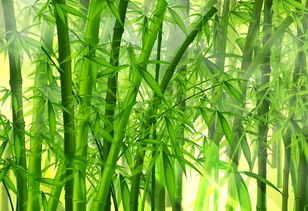 霞竹茶叶价格一览：如何快速查询每斤茶叶的报价？