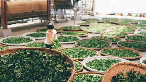 揭秘木本油料：乌桕茶的独特风味与健康益处