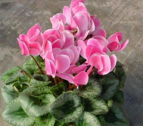 受欢迎的仙客来品种