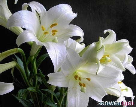 百合花送几朵好？看完这篇就懂了