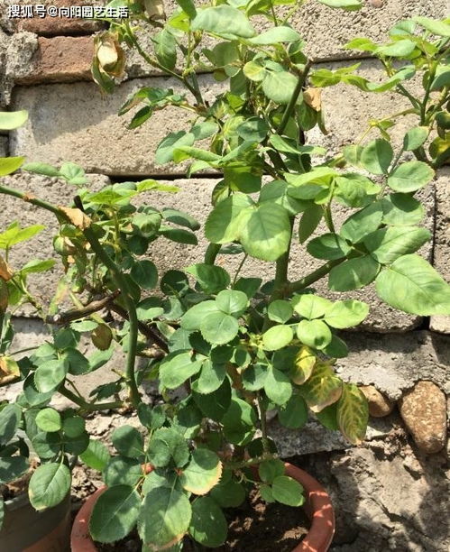 物理防治和生物防治