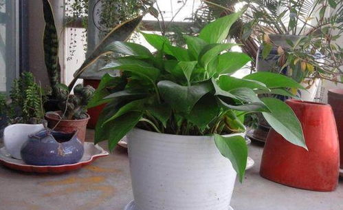 电视机两边放绿萝最好？哪种植物既美观又实用