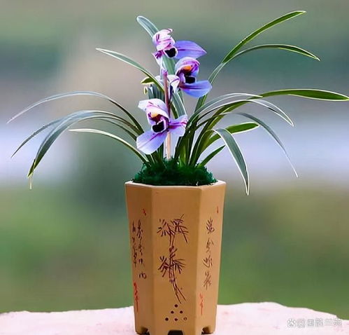 买回兰花，如何巧妙拆分