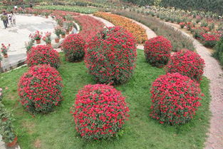 造型月季的艺术魅力