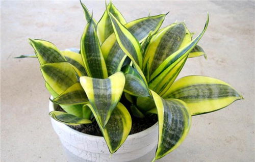 虎皮兰：排毒又释放氧气