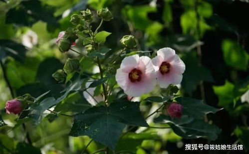 终极提醒：遇到幼苗叶缘焦枯别急着浇水！