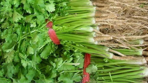 香菜变黄了还能安全食用吗