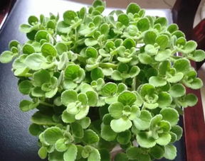 蒜苗疯长，己唑醇怎么用？一亩地用药方案揭秘！