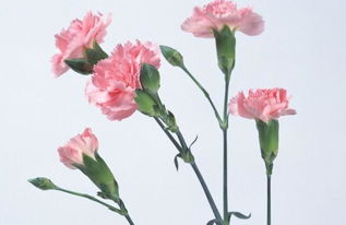 落叶的快速检测法