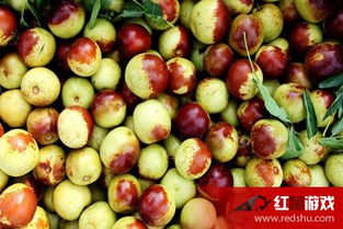 原因探寻：冬枣的“变身术”