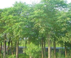 从物学特性堪，黄山栾树具备南方树种和北方树种双重特性。