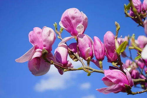 春天开的花有哪些？这几种你一定见过
