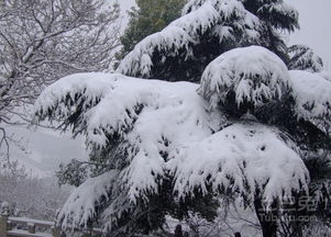 三、种植位置的禁忌