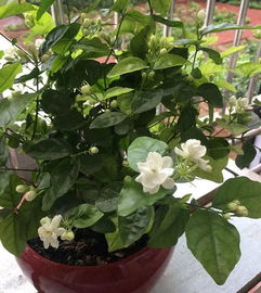 茉莉核心问题：为何不开花