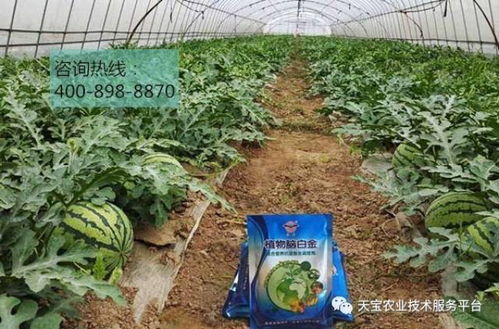 西瓜种植技术哪家强？手把手教你种出大甜瓜