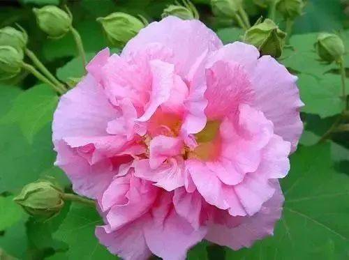芙蓉花：纯洁与贞操的象征