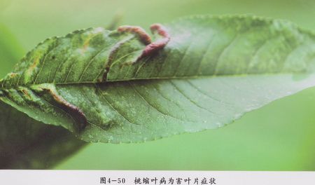 桃树缩叶病用什么特效药治疗，代森锰锌对桃缩叶病效果好吗？