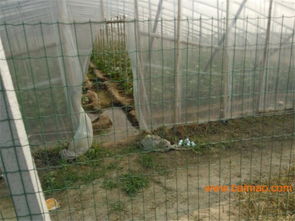 荷兰推出创新可持续猪舍养殖理念