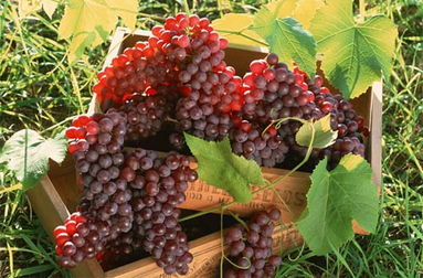 葡萄架下种什么蔬菜？我的葡萄园实践分享