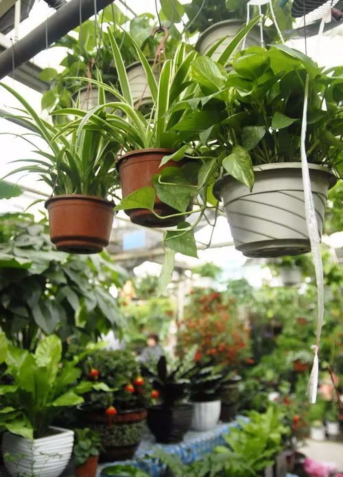 长藤花叶绿萝：独特形状和纹理