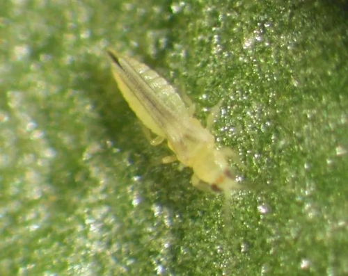 细菌性黑斑病和菜粉蝶是蔬菜作物常见的病害和害虫
