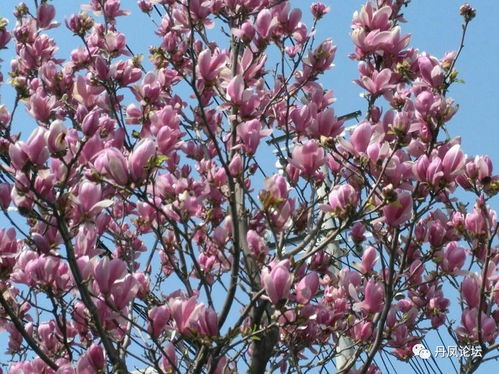 玉兰、 白桦、松树：美化校园，净化空气