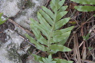 侧柏别名，你知道吗？