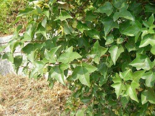 枫香树、 三角枫与红花槭：三兄弟的不同面貌