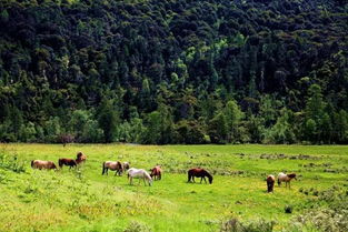 高原奇观：哪些花在极端环境中绽放？
