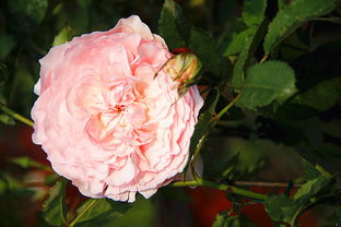 月季景观的多样化