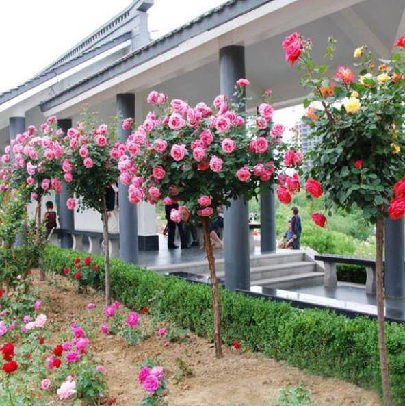 阳台养花小达人，月季开花劳模大揭秘！