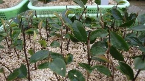 土壤的选择与处理