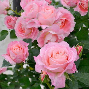 海神王：粉嫩佳人， 不可错过