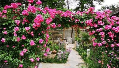 二、金莲花：旺财又旺运