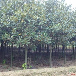 三、广玉兰苗木的规格和价格