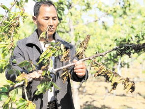 桃枝枯病， 这些农药来帮忙