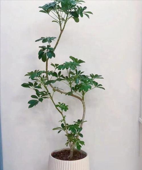 鸭脚木病虫害防治技术中，如何有效运用生物防治方法来降低病虫害发生
