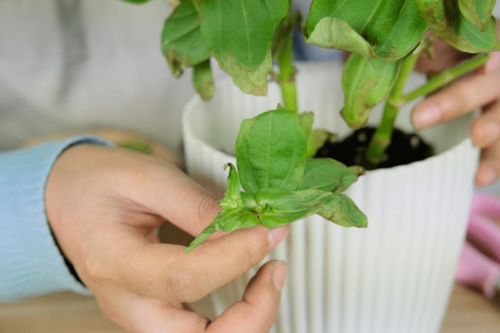 清洁保养，金香玉的美丽秘诀