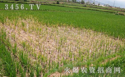 除草剂的最佳喷施时间