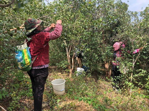 万亩油茶春回绿，生机盎然迎未来