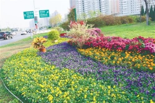 2. 节水模范生——金鸡菊